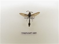 藏品(虎斑細腰蜾蠃)的圖片